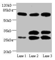 APP Monoclonal Antibody