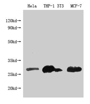 BCL2 Monoclonal Antibody