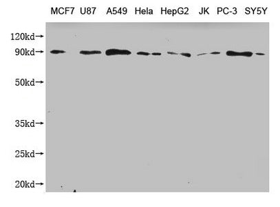 CANX Monoclonal Antibody