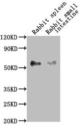 CD14 Monoclonal Antibody