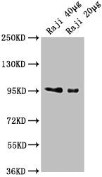CD19 Monoclonal Antibody