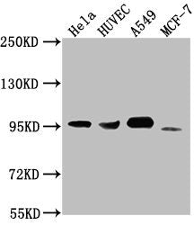 CD44 Monoclonal Antibody