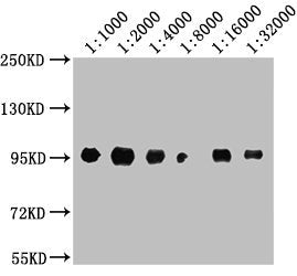 CD44 Monoclonal Antibody