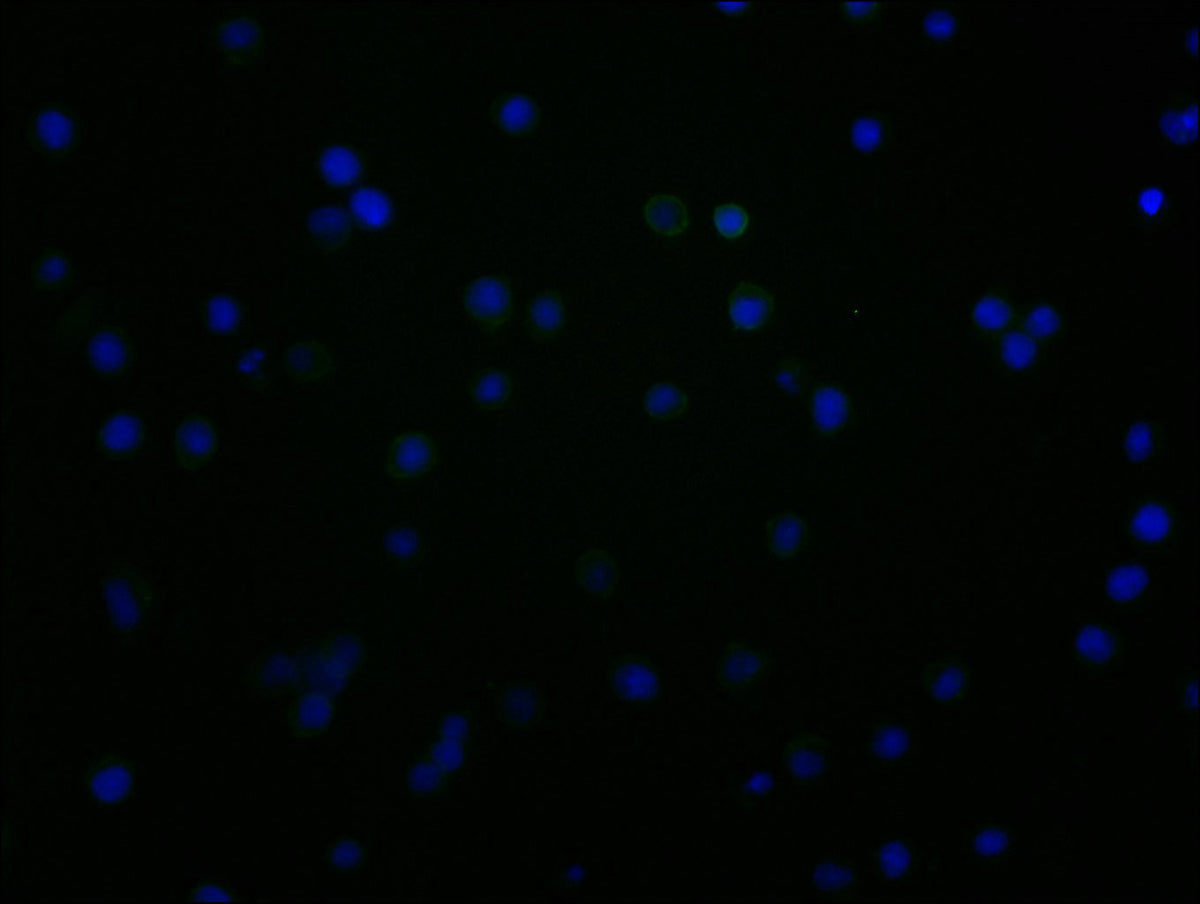 CD48 Monoclonal Antibody