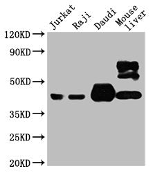 CD48 Monoclonal Antibody