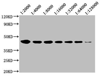 CD48 Monoclonal Antibody