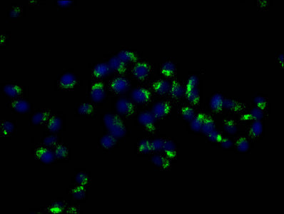 CD63 Monoclonal Antibody