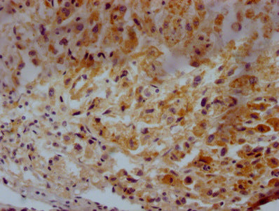 CD63 Monoclonal Antibody