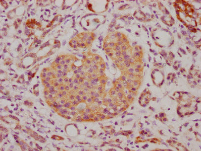 CD63 Monoclonal Antibody