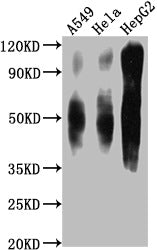 CD63 Monoclonal Antibody