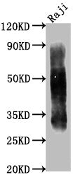 CD63 Monoclonal Antibody