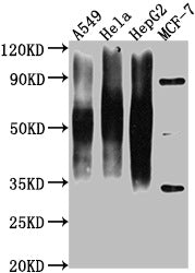 CD63 Monoclonal Antibody
