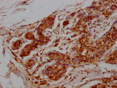 CD9 Monoclonal Antibody