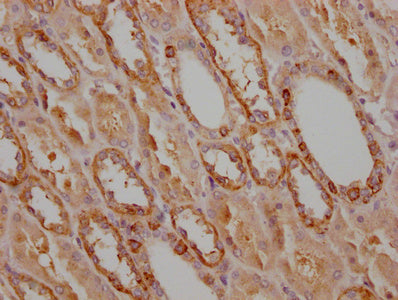 CD9 Monoclonal Antibody