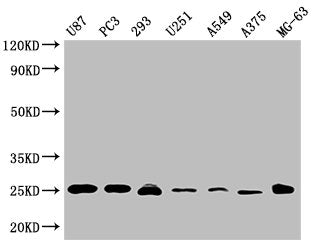 CD9 Monoclonal Antibody