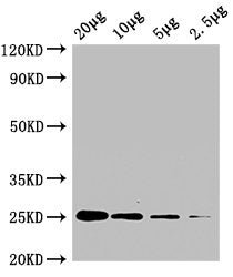 CD9 Monoclonal Antibody