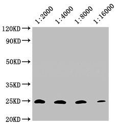CD9 Monoclonal Antibody