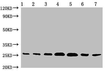 CD9 Monoclonal Antibody