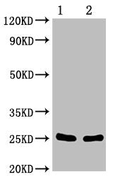 CD9 Monoclonal Antibody