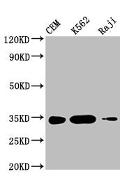 CTLA4 Monoclonal Antibody