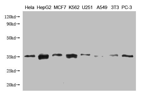 CYC1 Monoclonal Antibody