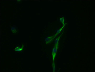 GBP2 Monoclonal Antibody