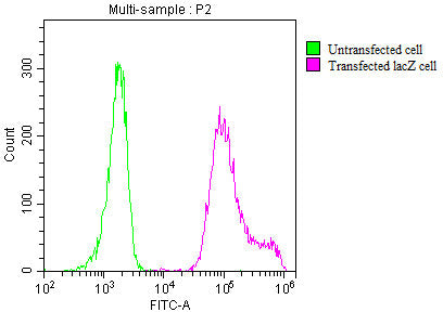 lacZ Monoclonal Antibody