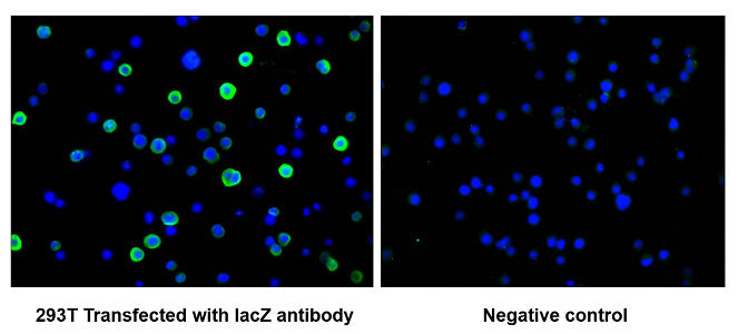 lacZ Monoclonal Antibody