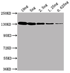 lacZ Monoclonal Antibody