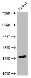 Di-Methyl-Histone H3 (Lys4) Monoclonal Antibody