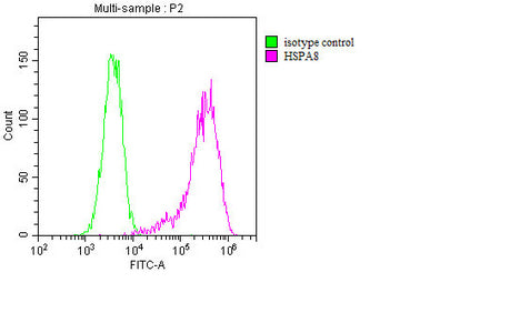 HSPA8 Monoclonal Antibody