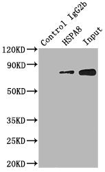 HSPA8 Monoclonal Antibody