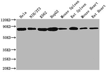 HSPA8 Monoclonal Antibody