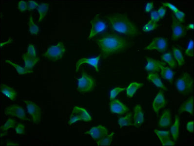 HSPA8 Monoclonal Antibody