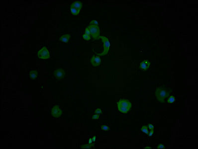HSPA8 Monoclonal Antibody