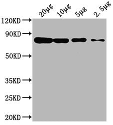 HSPA8 Monoclonal Antibody