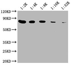 HSPA8 Monoclonal Antibody