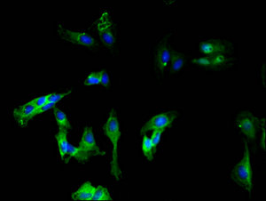 CD146 Monoclonal Antibody