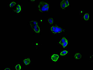 CD146 Monoclonal Antibody