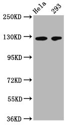 CD146 Monoclonal Antibody