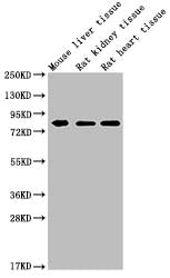 MMUT Monoclonal Antibody