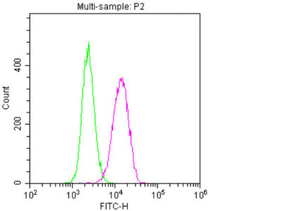 NES Monoclonal Antibody