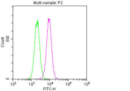 NES Monoclonal Antibody