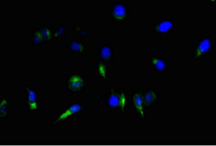 NES Monoclonal Antibody