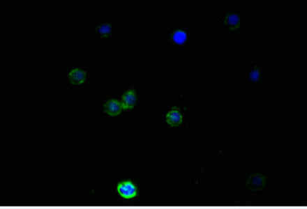 NES Monoclonal Antibody