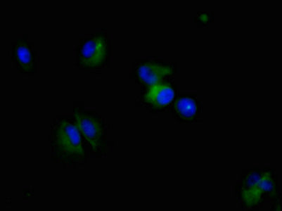 NES Monoclonal Antibody