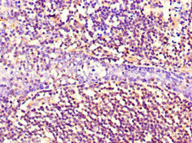 NES Monoclonal Antibody