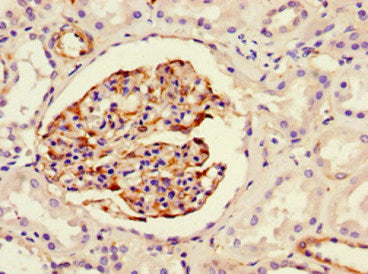 NES Monoclonal Antibody