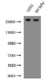 NES Monoclonal Antibody