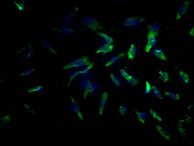 PD-L2 Monoclonal Antibody